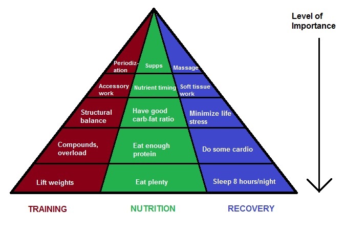 The Pyramid of Muscle Gains